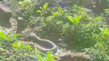 حقيقة ظهور كوبرا في الغربية.. مفاجأة يكشفها المزارعون حقيقة ظهور كوبرا في الغربية.. مفاجأة يكشفها المزارعون