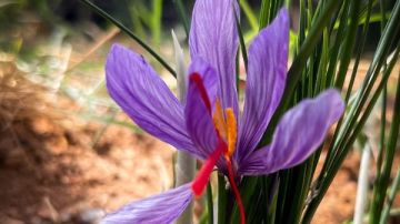 الذهب الأحمر يزهر في أرض التجلي.. نجاح زراعة الزعفران يضيف كنزا جديدا لمحمية سانت كاترين الفريدة
