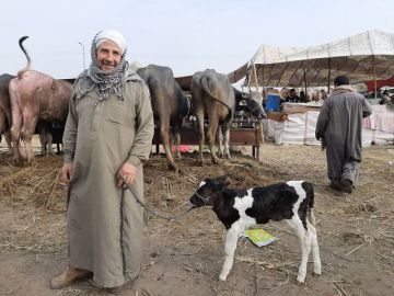 مصر تحدث بيانات الوضع الوبائي للصحة الحيوانية دون ملاحظات مصر تحدث بيانات الوضع الوبائي للصحة الحيوانية دون ملاحظات
