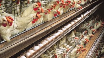 58 جنيها دافعة واحدة .. مفاجأة في أسعار الدواجن والبيض خلال الأيام المقبلة