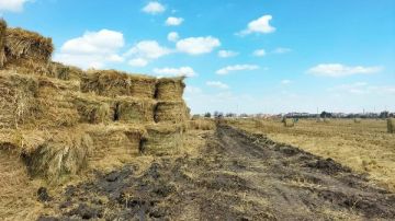 لمواجهة ظاهرة حرق القش.. رفع درجة الاستعداد بالشرقية خلال موسم حصاد الأرز