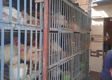 بكام الفراخ النهارده؟.. أسعار الدواجن والبيض في أسواق الشرقية السبت 18-10-2025