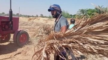 بدء تنفيذ مبادرة فرم مخلفات النخيل بقرية القصر بالداخلة في الوادي الجديد