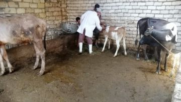 بيطري الإسماعيلية يواصل مجهوداته في تحصين رؤوس الماشية والتفتيش على الصيدليات