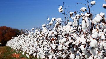 زراعة الوادي الجديد: إجمالى المساحات المنزرعة بالقطن بلغت 135 فدانا زراعة الوادي الجديد: إجمالى المساحات المنزرعة بالقطن بلغت 135 فدانا