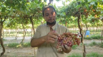 أخبار جنوب سيناء: ارتفاع أسعار الخضراوات والفاكهة.. ومدير الرعاية يشدد علي الانضباط والجودة براس سدر