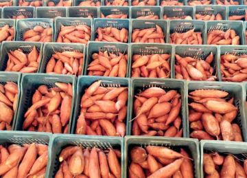  سلامة الغذاء : 4100 رسالة مصدرة لـ1320 شركة خلال أسبوع