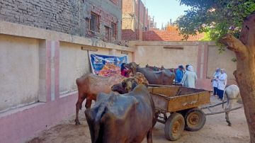 لعلاج 1000 رأس ماشية.. الزراعة تطلق قافلة بيطرية مجانية بالجيزة لعلاج 1000 رأس ماشية.. الزراعة تطلق قافلة بيطرية مجانية بالجيزة