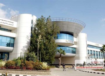 مشتريات عربية تقود صعود البورصة في بداية تداولات اليوم مشتريات عربية تقود صعود البورصة في بداية تداولات اليوم