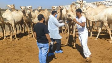  الزراعة تواصل جهود الكشف المبكر والسيطرة على الأمراض المشتركة خلال سبتمبر