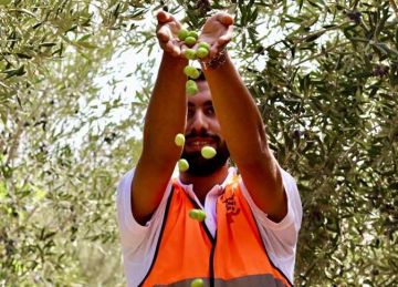 المتعافون من الإدمان يحصدون شجر الزيتون داخل مركز العزيمة بمطروح