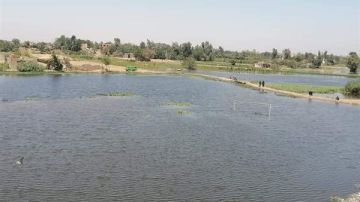 ارتفاع معدلات نفوق الماشيةبسبب ارتفاع منسوب مياه النيل.. وزير الزراعة يكشف