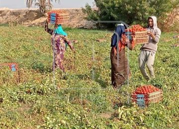 الكوسة بـ8 جنيهات.. انخفاض أسعار الخضروات غدا الأربعاء 15 أكتوبر في أسواق المنيا الكوسة بـ8 جنيهات.. انخفاض أسعار الخضروات غدا الأربعاء 15 أكتوبر في أسواق المنيا