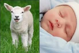 كل غلام رهينة بعقيقته.. أضرار ترك سنة العقيقة وآخر وقت لها