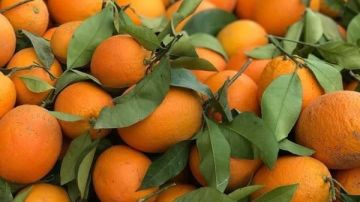 5 فوائد صحية.. ماذا يحدث لجسمك عند تناول البرتقال؟ 5 فوائد صحية.. ماذا يحدث لجسمك عند تناول البرتقال؟