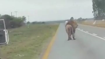 أسد عملاق بجنوب إفريقيا يقفز من مقطورة وعدسات الكاميرات تلتقطه شاهد أسد عملاق بجنوب إفريقيا يقفز من مقطورة وعدسات الكاميرات تلتقطه شاهد