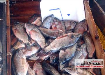 أسعار البلطي والمرجان وأنواع الأسماك الأخرى بالأسواق اليوم الثلاثاء 28 أكتوبر 2025