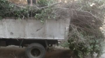 إزالة شجرة ضخمة مائلة بالعجوزة قبل سقوطها حفاظا على سلامة المواطنين والممتلكات