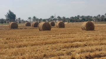 زراعة الشرقية تنظم مرورا ميدانيا لمتابعة مواقع تجميع وحصاد محصول الأرز بديرب نجم زراعة الشرقية تنظم مرورا ميدانيا لمتابعة مواقع تجميع وحصاد محصول الأرز بديرب نجم