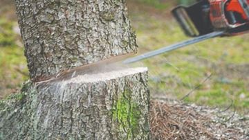 قانون الري: لا يجوز قطع الأشجار أو النخيل إلا بترخيص من الإدارة العامة المختصة