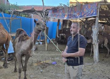  مشروع مربح يقبل عليه شباب دمياط ..أسرار تربية الجمال: أفضلها المغربي (صور وفيديو)