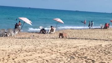 مصايف الإسكندرية: تباين ألوان الرايات بالشواطئ وسط نسب إشغال منخفضة