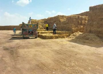 للقضاء على السحابة السوداء.. تجميع 125 ألف طن قش أرز منذ بداية الحصاد في الشرقية