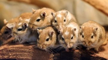 مصدر مسؤول لـ صدى البلد : الطب البيطري بسوهاج يدشن خطة عاجلة لمكافحة الكائنات المفترسة