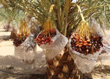 وفد من رموز العمل الأهلي يتفقد مزرعة نموذجية لإنتاج التمور في الخارجة