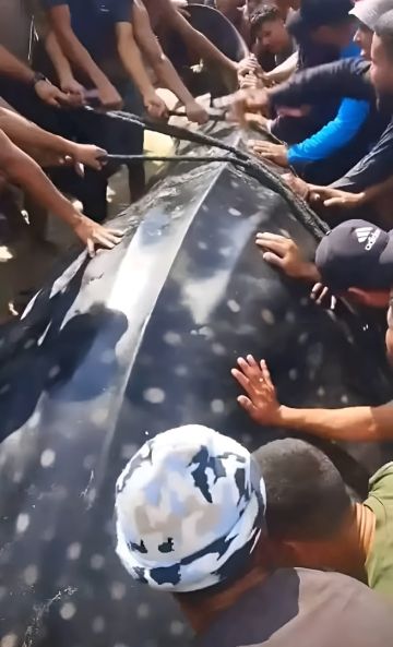سبب صادم خلف ظهور سمكة عملاقة على شواطئ غزة سبب صادم خلف ظهور سمكة عملاقة على شواطئ غزة