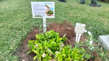 شئون البيئة تشارك مشروع الغردقة الخضراء في زراعة النباتات الطبية بأحد الفنادق شئون البيئة تشارك مشروع الغردقة الخضراء في زراعة النباتات الطبية بأحد الفنادق