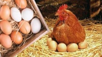 استقرار نسبي في أسعار الدواجن والطيور .. والبيض يحافظ على توازنه