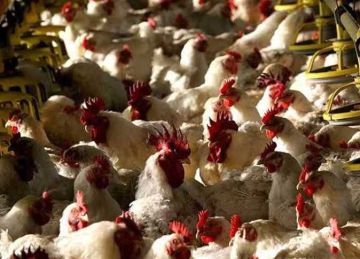 أسعار الفراخ البيضاء والبلدى وكرتونة البيض الأبيض والأحمر اليوم الثلاثاء 21 أكتوبر 2025