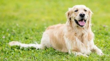 هيئة الخدمات البيطرية: لا يجوز لأي شخص حيازة الحيوانات الخطرة مطلقا