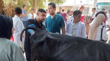 الزراعة: تكثيف جهود الرعاية التناسلية والتحسين الوراثي للماشية خلال سبتمبر