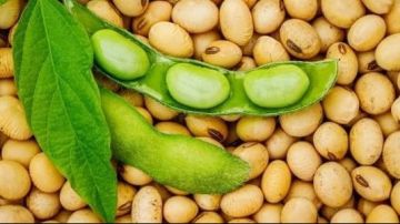 الموسم الذهبي.. نصائح عاجلة من الزراعة لزيادة إنتاجية الفول