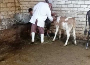 تحصين 95732 ماشية ضد مرض الحمى القلاعية بالإسماعيلية تحصين 95732 ماشية ضد مرض الحمى القلاعية بالإسماعيلية