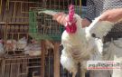 بعد تراجع سعر الفراخ البيضاء باالأسواق والمحال.. أسعار الدواجن اليوم الأحد 26-10-2025 - eg