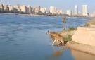 خبير تكنولوجيا المعلومات يكشف حقيقة نزول الزرافة في نهر النيل.. فيديو - eg