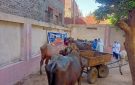لعلاج 1000 رأس ماشية.. الزراعة تطلق قافلة بيطرية مجانية بالجيزة - eg