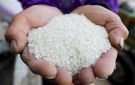 طن الشعير الآن.. سعر الأرز اليوم الأربعاء 22 أكتوبر 2025 في الأسواق - eg
