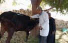  الزراعة تطلق الحملة القومية لتحصين الماشية ضد الحمى القلاعية والوادي المتصدع - eg
