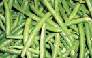 طريقة تخزين الفاصوليا الخضراء والحفاظ على لونها الزاهي (في 5 خطوات)