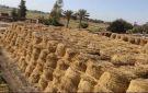 للقضاء على السحابة السوداء.. تجميع 457 ألف طن قش أرز منذ بدء الحصاد في الشرقية