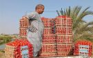 البصل بـ10 .. أسعار الخضروات اليوم الجمعة 17 أكتوبر في أسواق المنيا - eg