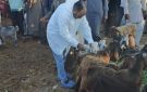 الطب البيطري بالإسماعيلية ينفذ حملة تحصين مكثفة ضد طاعون المجترات الصغيرة - eg