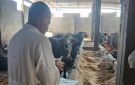 120 لجنة بيطرية لتحصين المواشي ضد الحمى القلاعية بكفر الشيخ.. صور - eg