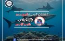 أبرزها شيطان البحر .. علوم البحار يحذر: 5 كائنات بحرية مهددة بالانقراض في البحر الأحمر - eg