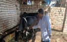 الجيزة .. انطلاق الحملة القومية الثالثة للتحصين ضد مرض الحمى القلاعية وحمى الوادي المتصدع - eg