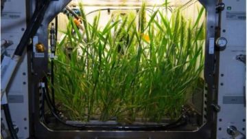 من الأرض إلى المريخ.. كيف تخطط ناسا لزراعة النباتات خارج الكوكب؟ من الأرض إلى المريخ.. كيف تخطط ناسا لزراعة النباتات خارج الكوكب؟